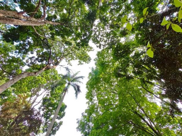 istock Tall trees seen from below with blue sky 2187981283