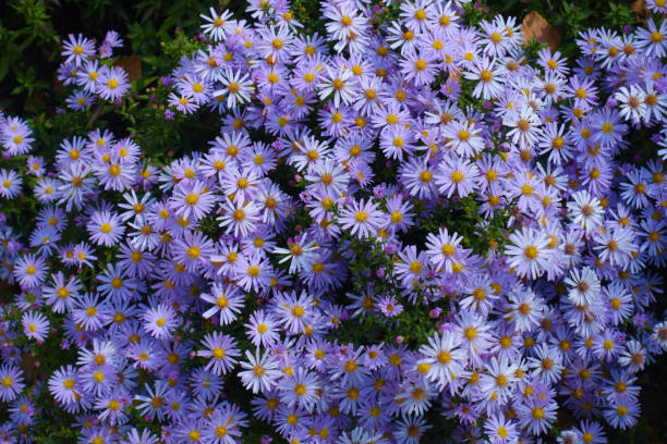istock Profuse violet flowers of Michaelmas daisies in mid October 2187981352