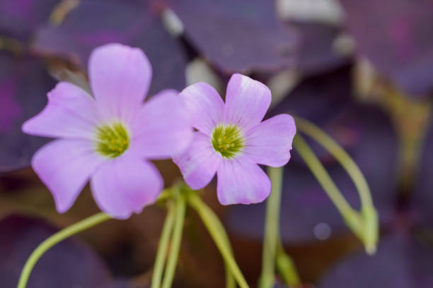 istock Close up Flower of Oxalis triangularis, commonly called false shamrock, is a species of perennial plant in the family Oxalidaceae, low light 2187981624