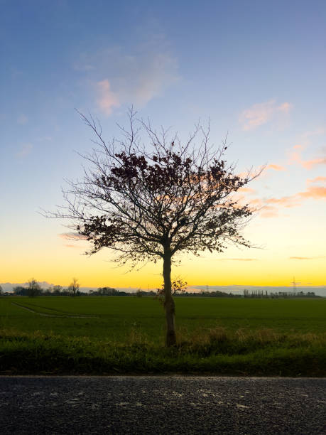 Winter tree with leafless branches shot on the roadside during sunset with a colourful, yellow sky and dark green fields in the north of England, winter solstice