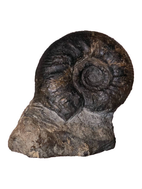 istock fossil of ammonite in the stone on white, isolated 2187984789