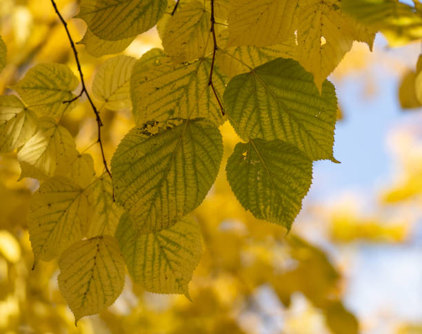 istock autumn leaves  in the forest 2187984819