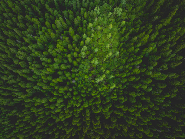 istock Aerial view of beautiful forest landscape 2187987488