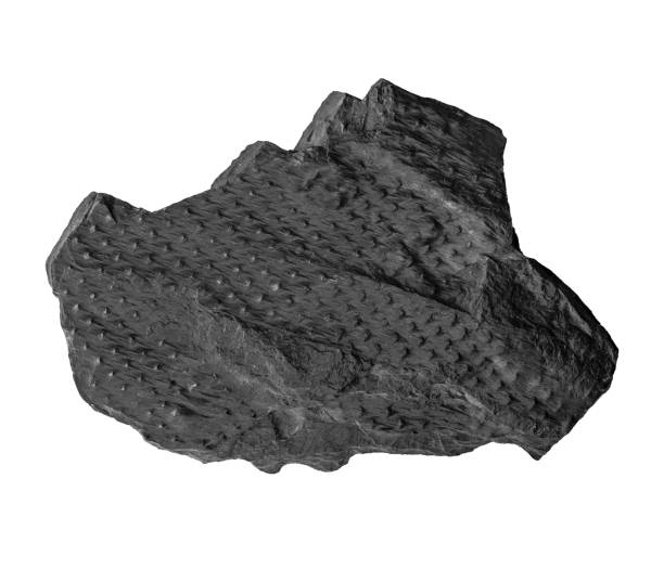 istock plant  fossil isolated on white 2187988535