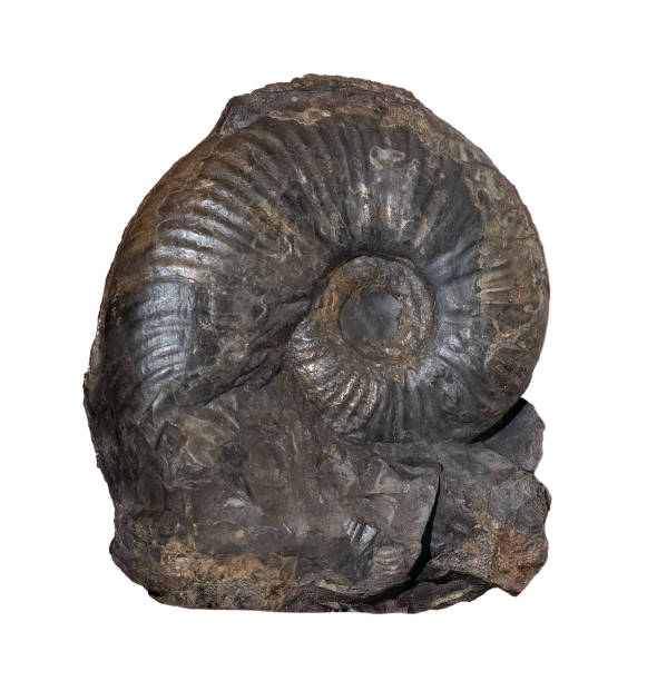istock fossil of ammonite in the stone on white, isolated 2187988538