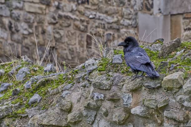 istock Raven perched on a moss-covered stone wall, set against an ancient brick backdrop. 2187988755