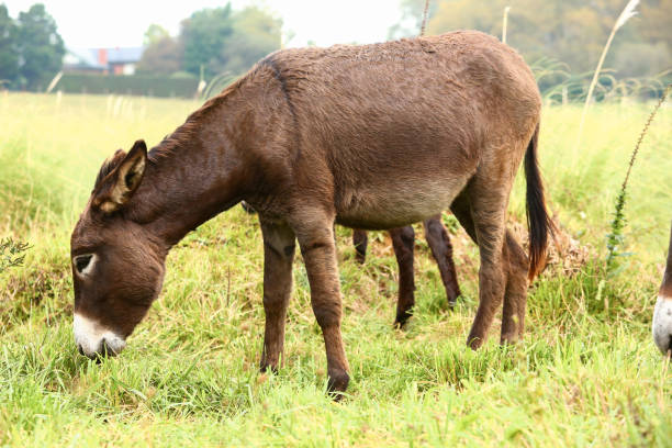 istock Cute brown donkey grazing outdoors on a farm 2187989150