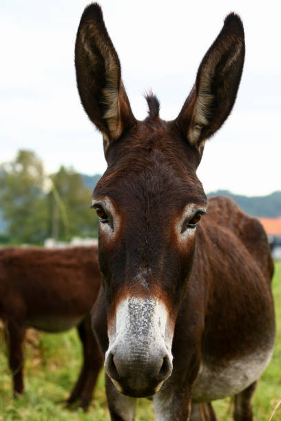istock Cute brown donkey grazing outdoors on a farm 2187989218