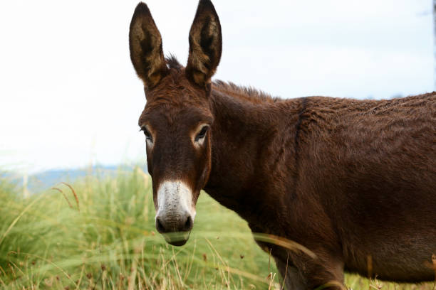 istock Cute brown donkey grazing outdoors on a farm 2187989283