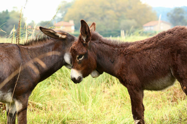 Donkey ears