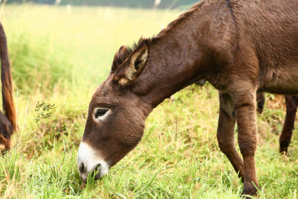 istock Cute brown donkey grazing outdoors on a farm 2187989361