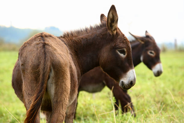 istock Cute brown donkey grazing outdoors on a farm 2187989462