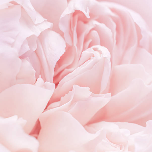istock Pink pale rose flower petals, soft focus. Macro flowers backdrop 2187989480