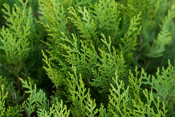 cypress tree branches in the hedge in the garden