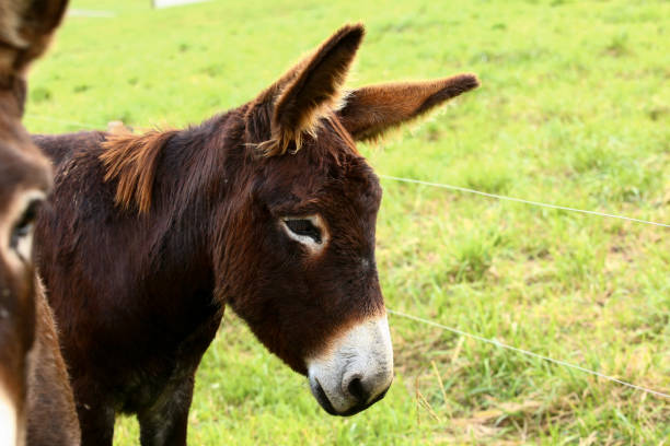 istock Cute brown donkey grazing outdoors on a farm 2187991013