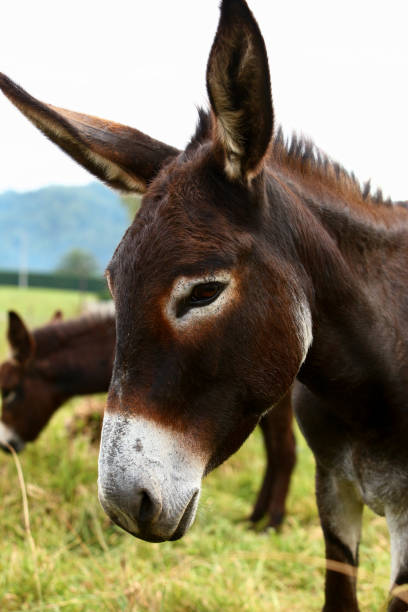 istock Cute brown donkey grazing outdoors on a farm 2187991150