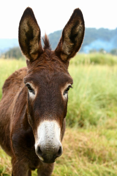 istock Cute brown donkey grazing outdoors on a farm 2187991259