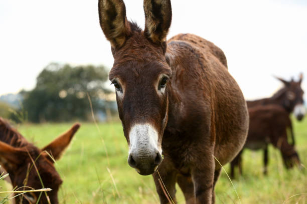 istock Cute brown donkey grazing outdoors on a farm 2187991346
