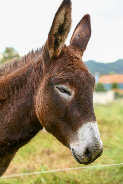 istock Cute brown donkey grazing outdoors on a farm 2187991384