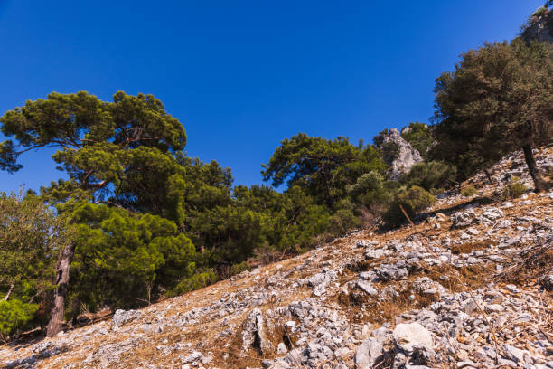 Coastal rocks with pine and olive trees on a sunny summer day. Mediterranean landscape photography taken at Iztuzu Beach, Turkey