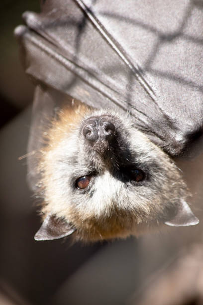 istock the fruit bat is hanging upside down from the roof 2187992227