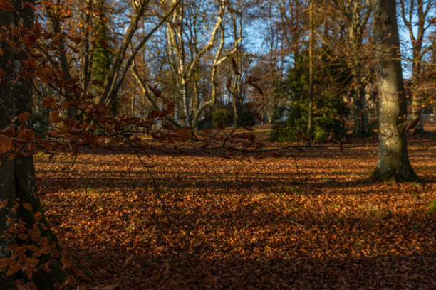 Park with color dry leaf trees near Postlingberg hill in autumn evening