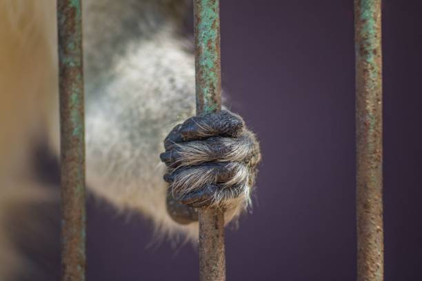istock Monkey's hand gripping cage bar 2187993217