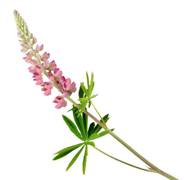 Lupine flower isolated on white background. Pink lupin bud cutout