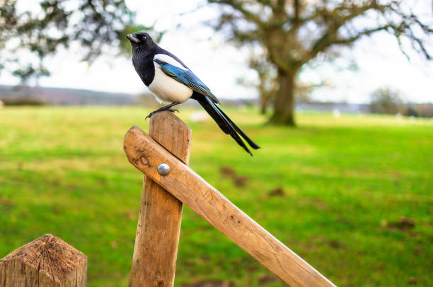 Color image depicting a magpie perched upon a wooden gate in the British countryside.