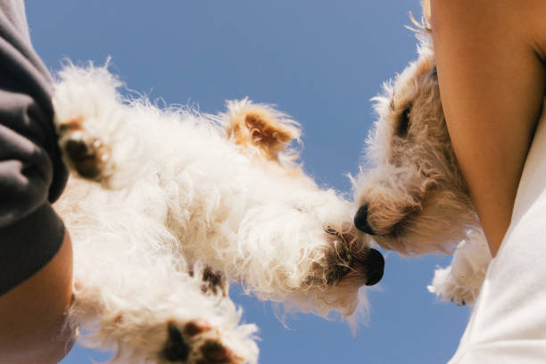 istock Outdoor puppy，FoxTerriers 2187997109