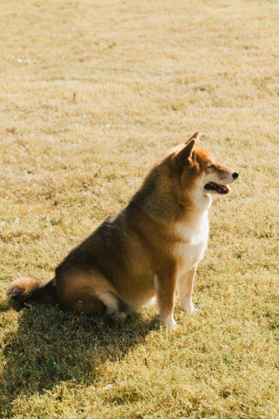 istock Outdoor puppy，Shiba Inu 2187997258