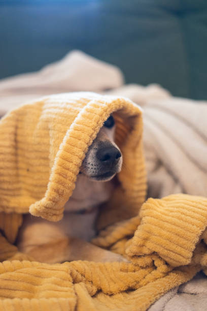 istock Cute small dog relaxing covered with yellow blanket on sofa 2187998911