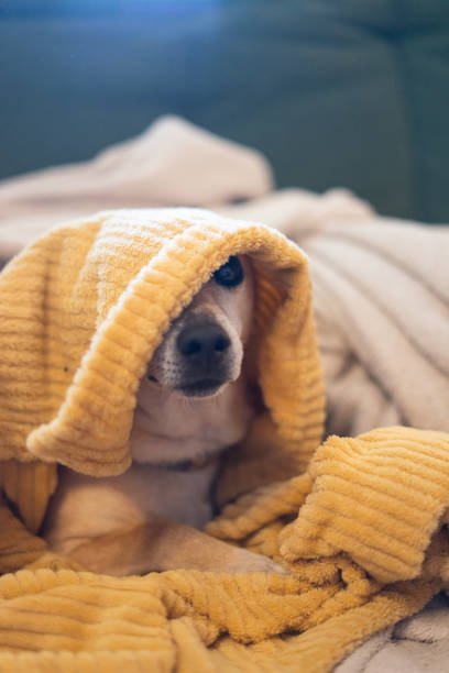 istock Dog warm with a blanket inside the house in winter 2187998913