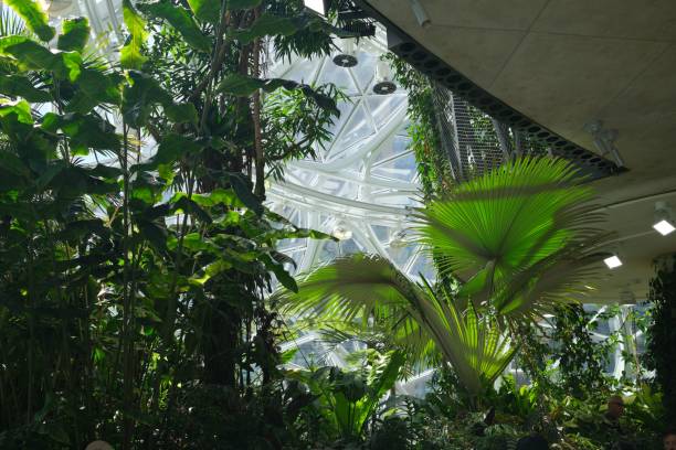 An indoor botanical garden with lush tropical plants and modern architecture
