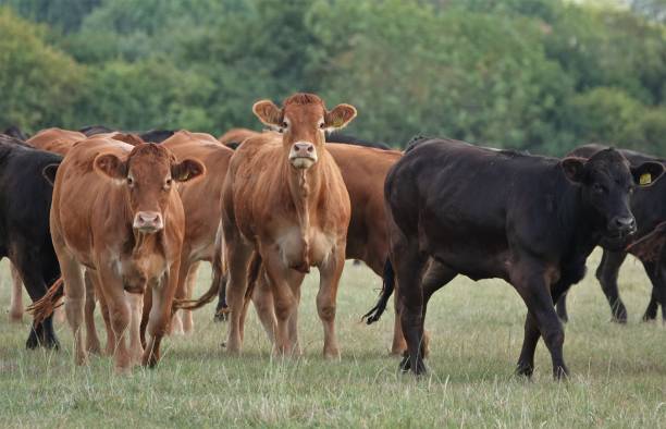 istock Herd of Cows 2188000530