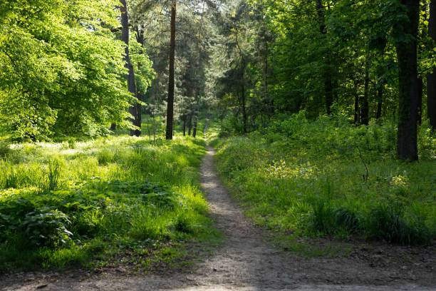 istock Green nature with trees and sunny light spring concept path in the middle 2188001023