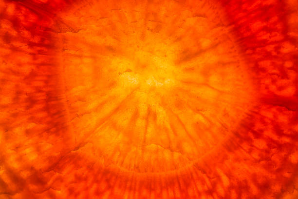 istock carrot, cross section, structure, pattern, background, color, vegetable, natural, plant, food, 2188001425