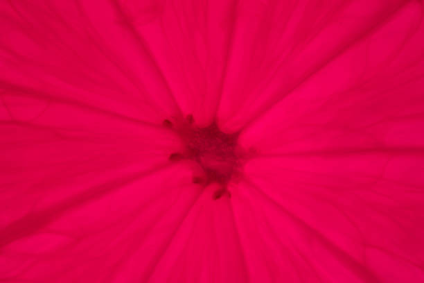 cross section of lemon backlit structure