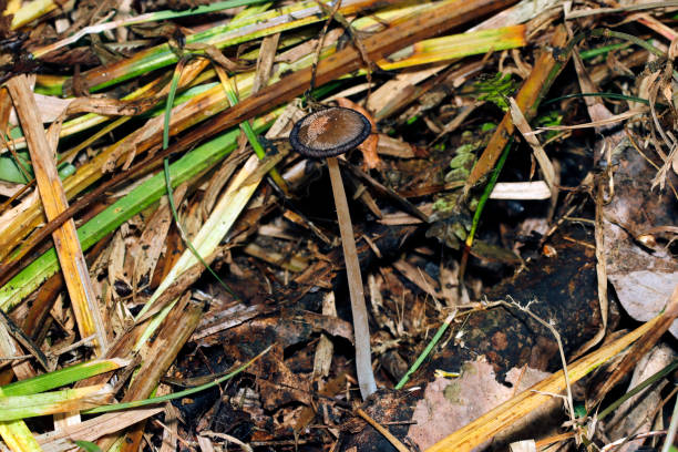 istock Black melting Coprinopsis atramentaria (Hitoyotake) mushroom (Natural+flashlight, close-up macro photography) 2188003759