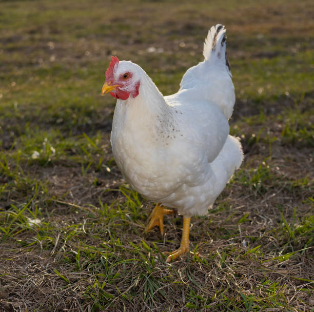 istock White chicken hen walking toward the camera 2188003845