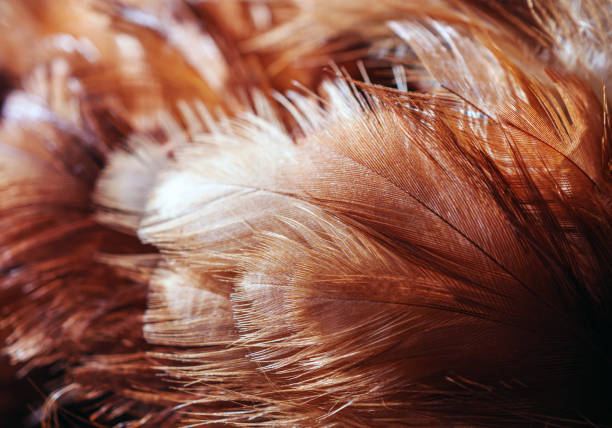 Brown feather details Macro Close-Up Shot