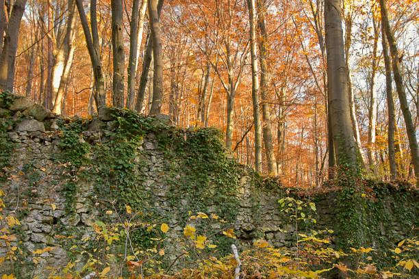 An autumn forest with yellow trees and fallen leaves and the remains of an ancient stone wall