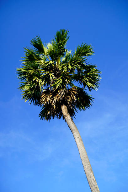 A tall palm tree rises against a clear blue sky, showcasing vibrant green leaves and sunlight filtering through the fronds, symbolizing tropical beauty.