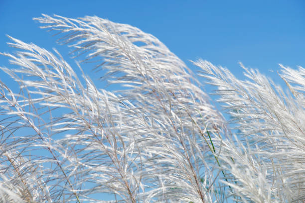 istock Soft White Grass Against a Clear Blue Sky in Natural Environment 2188008925