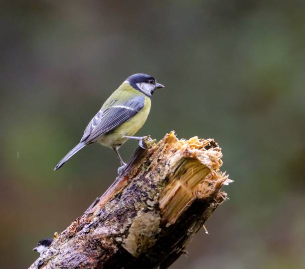 istock Great tit perched on a broken branch in a natural setting, showcasing its colorful plumage 2188009028