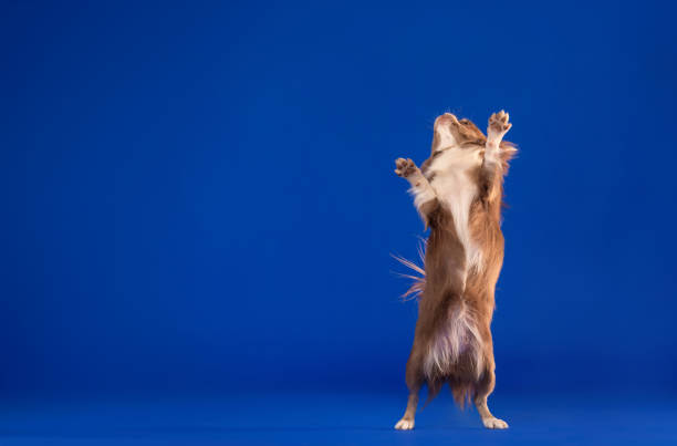 Dog standing up studio shot.