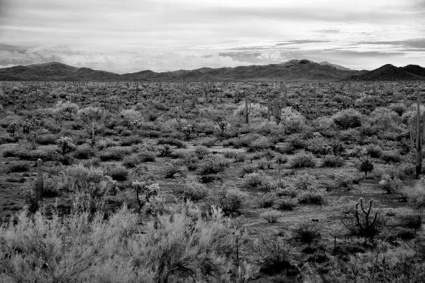 istock Sonora Desert Arizona in Infrared 2188011886
