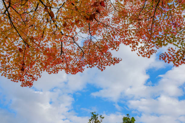 Vibrant red and orange maple leaves framing a bright blue sky with soft clouds, creating a stunning autumn scenery perfect for seasonal designs, backgrounds, or wallpapers.
