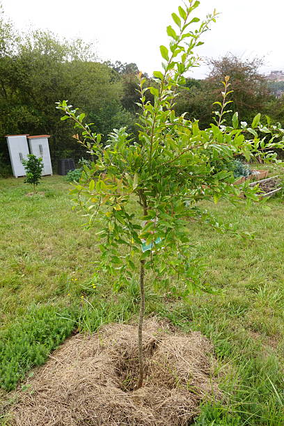 istock Young pomegranate tree with green leaves in a grassy field, surrounded by mulch for support and moisture retention. 2188016968