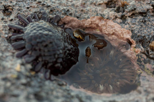istock Hawaiian Sea Urchins 2188017011